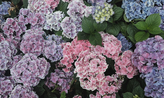 Let’s Talk about Hydrangeas!